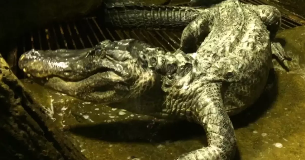 希特拉生前最愛鱷魚去世 經歷二戰活了84年