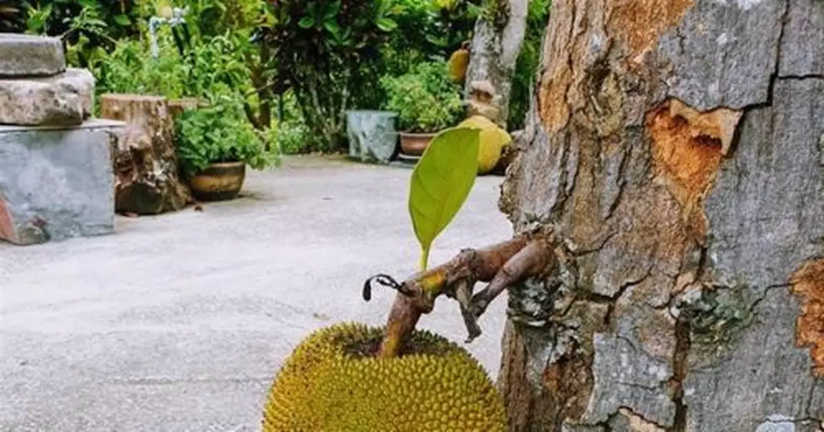 女兒驚見樹上長「巨人級荔枝」爸一看嚇翻