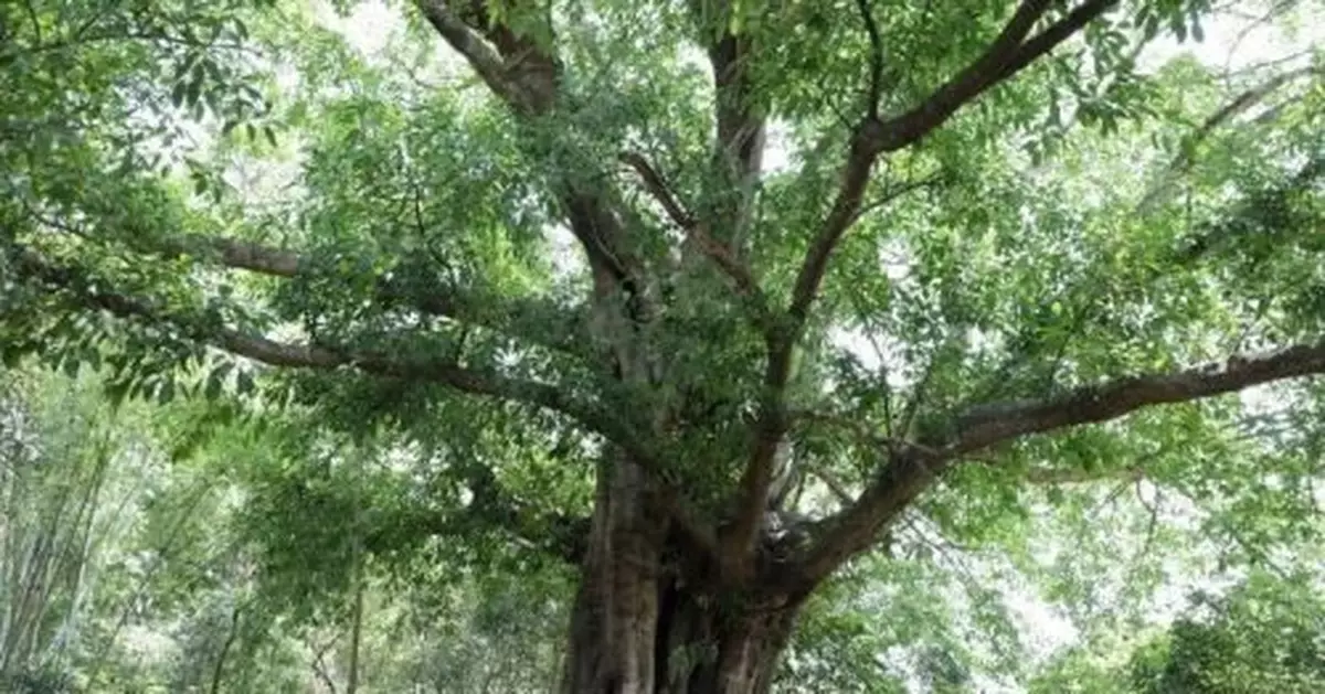 最高樹齡1500年！海南公佈一級保護古樹1081株