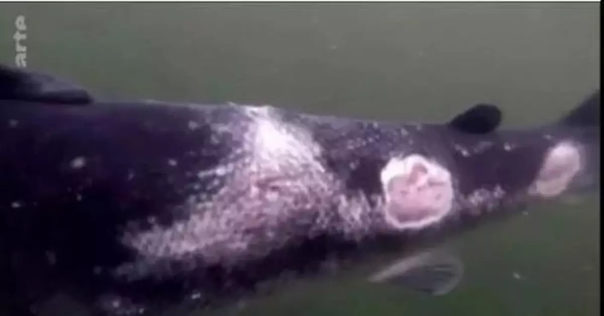 糞水池裏的三文魚，卻成為餐桌上的美味！