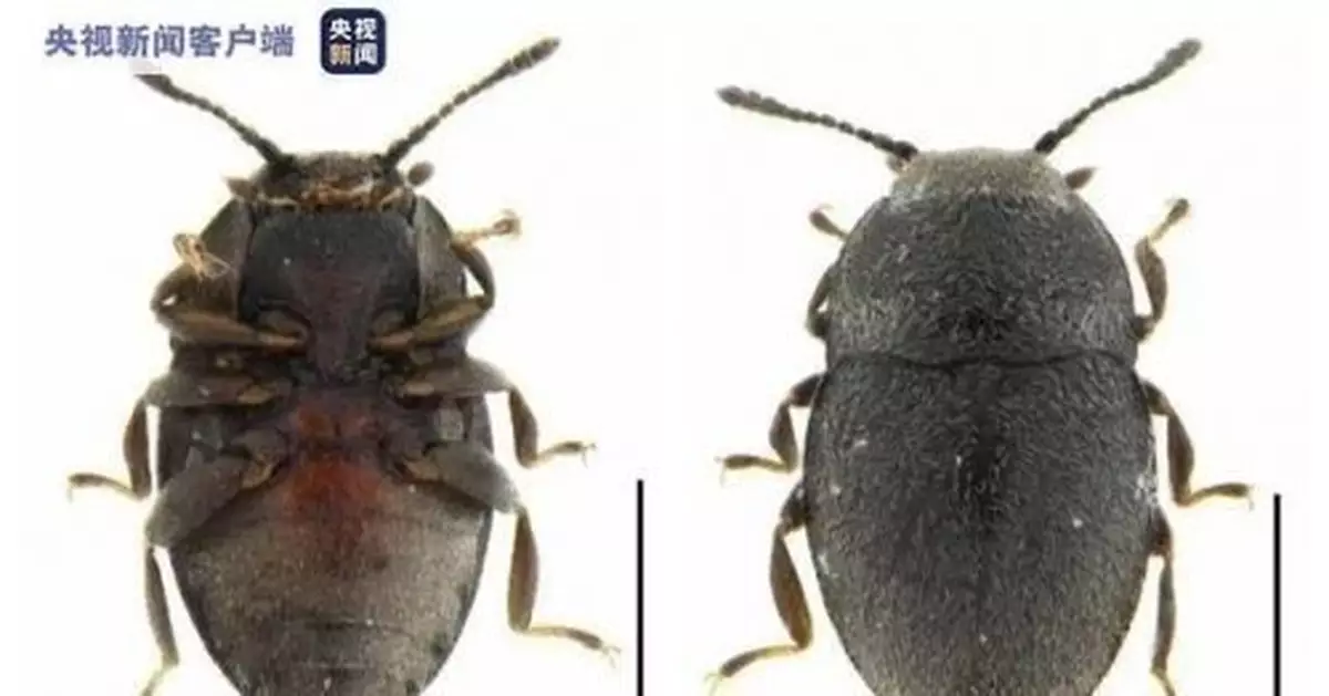 海南西沙群島發現新物種