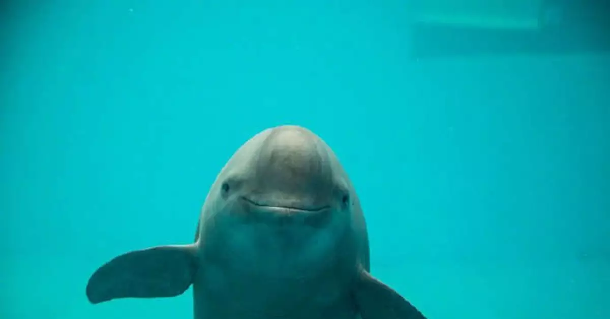 長江江豚擬升級為國家一級保護動物