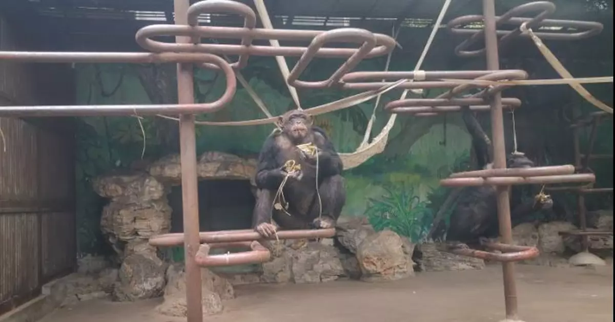 圍觀！動物也過端午節，吃粽子有講究