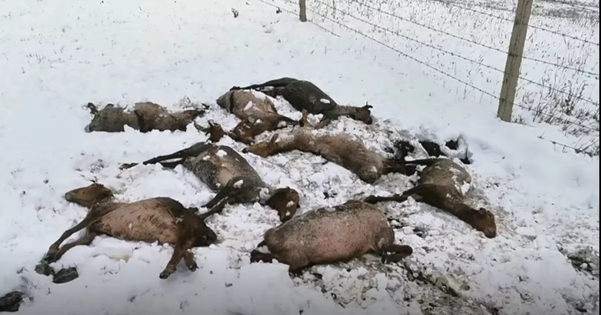 新疆特克斯現大範圍降雪降溫 牧區近500牲畜被凍死