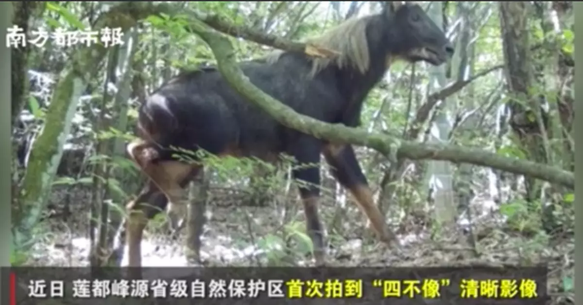 罕見！首次拍到「四不像」！清晰影像曝光