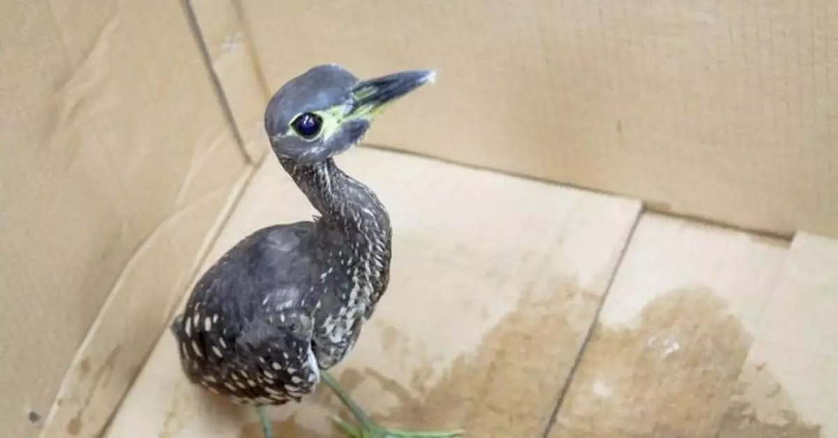 珍稀物種海南虎斑鳽現身三峽庫壩區