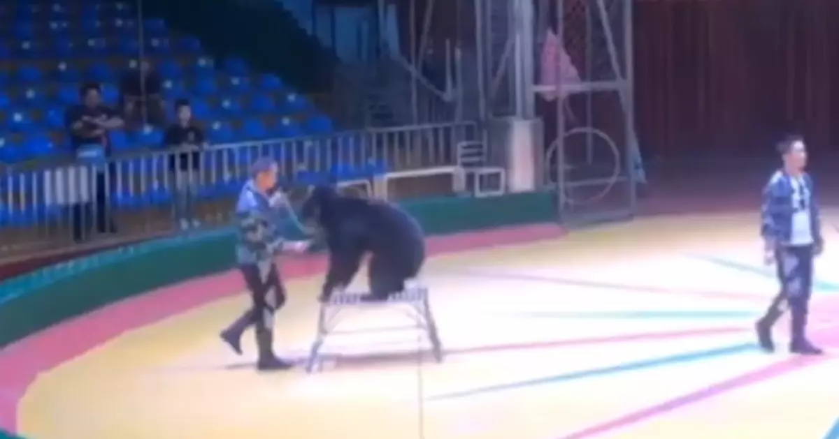 西安秦嶺野生動物園回應「虐熊」