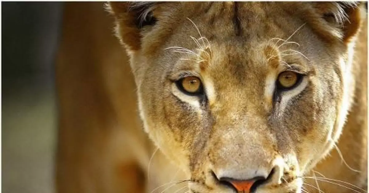 男子睡覺胸口悶得慌 睜眼一看母獅坐身上