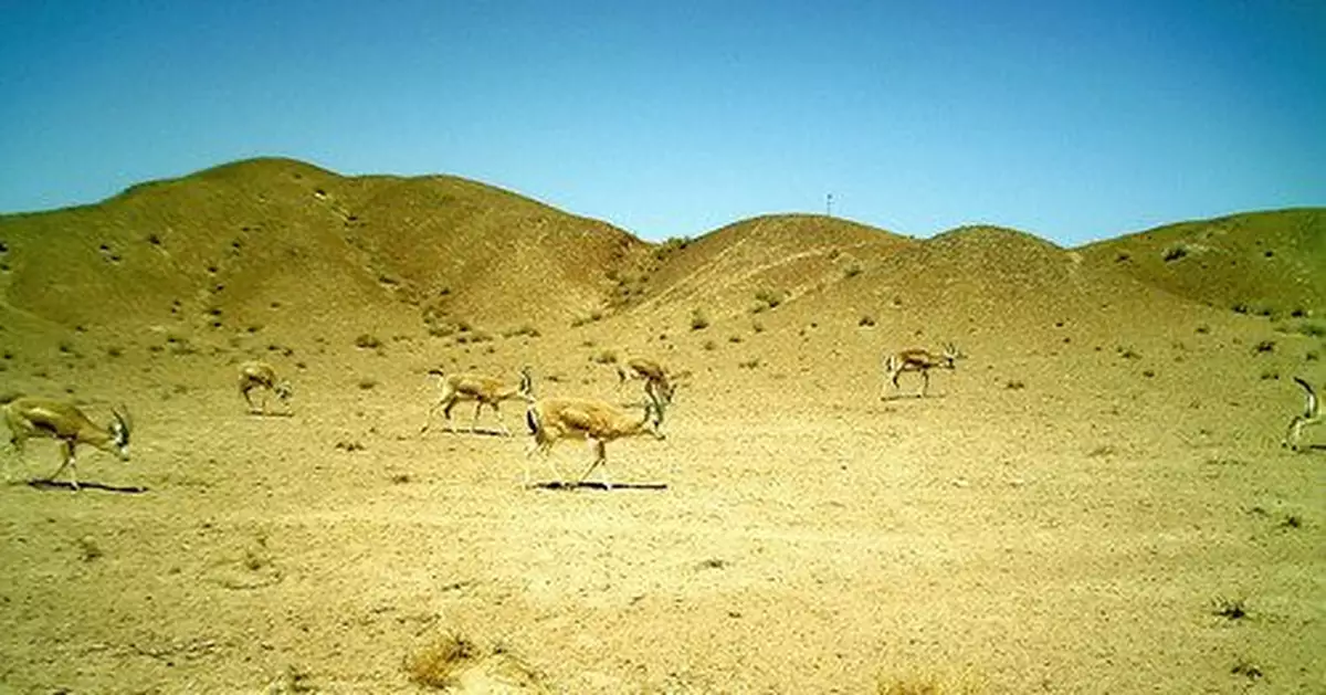 私入自然保護區非法獵殺鵝喉羚 被告被判刑3年