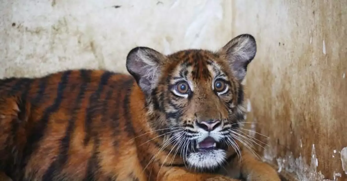 南昌動物園新添3隻「國寶級」動物華南虎 將與遊客見面
