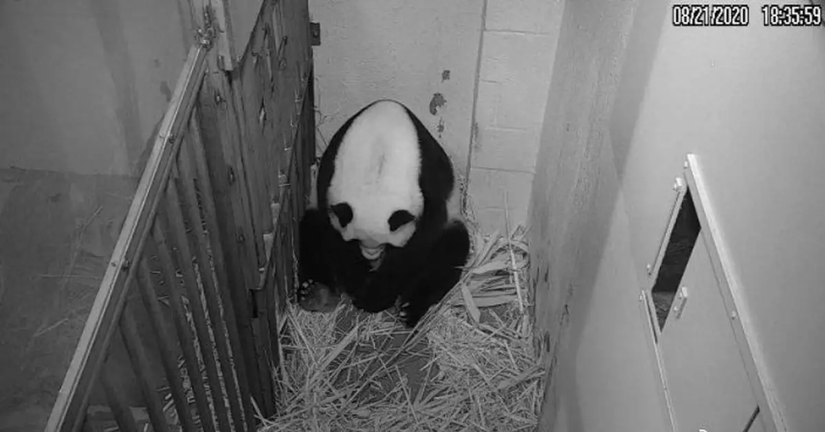 華盛頓國家動物園喜報：大熊貓「添丁」啦！