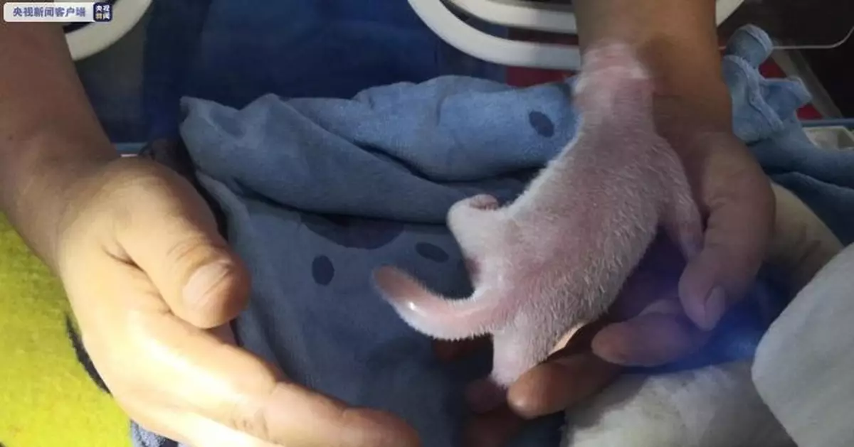 四世同堂！大熊貓永永產下2020年首隻秦嶺大熊貓寶寶