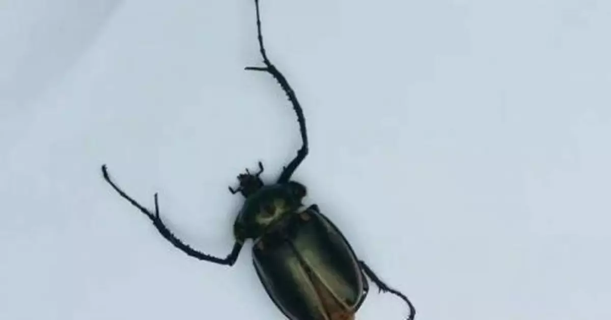 浙江龍泉發現國家二級保護動物陽彩臂金龜