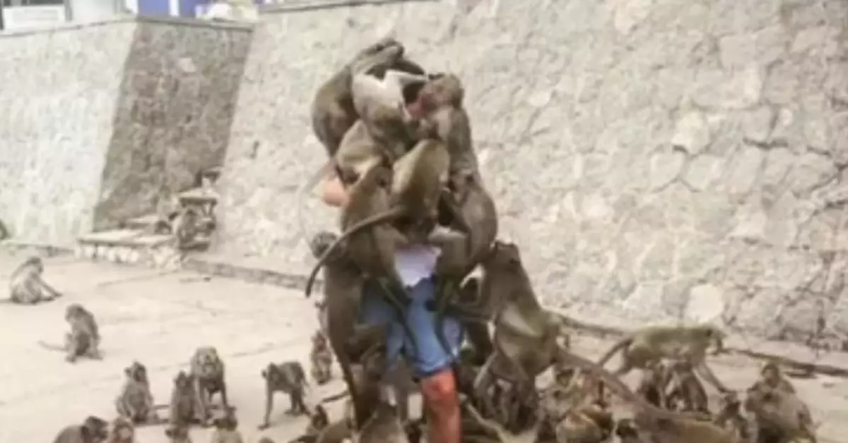 驅趕猴子救下男孩後 男子疑被瀘山猴群「報復」圍攻