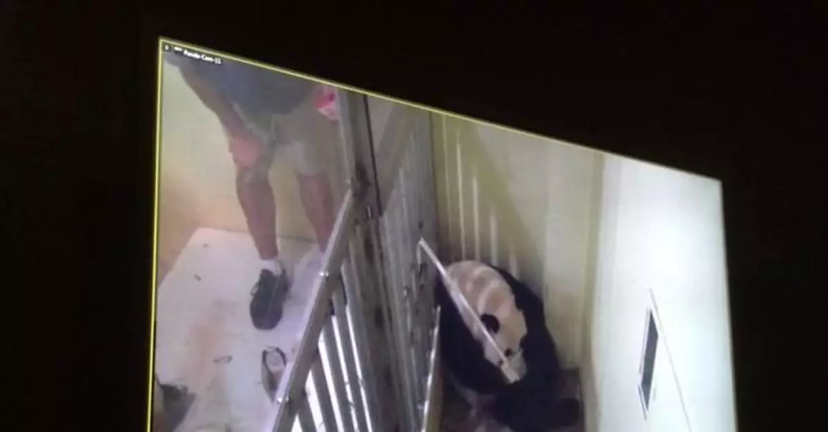 華盛頓動物園對大熊貓照顧不周？情況說明來了