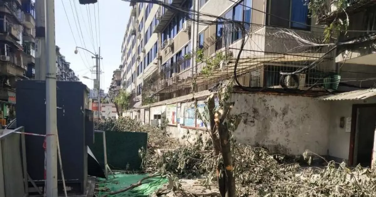 成都桂花巷桂花樹被砍處理結果公佈