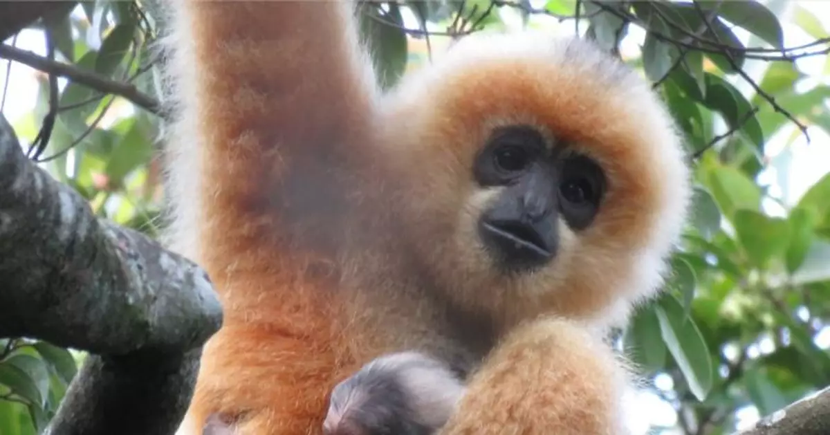 海南長臂猿喜添「新丁」 十年來首增新種群