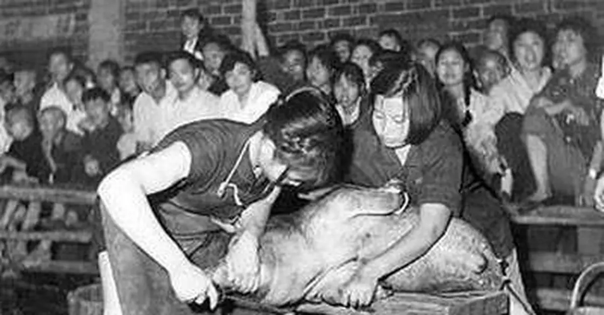 文革中美女以毛澤東思想為指導學習殺豬