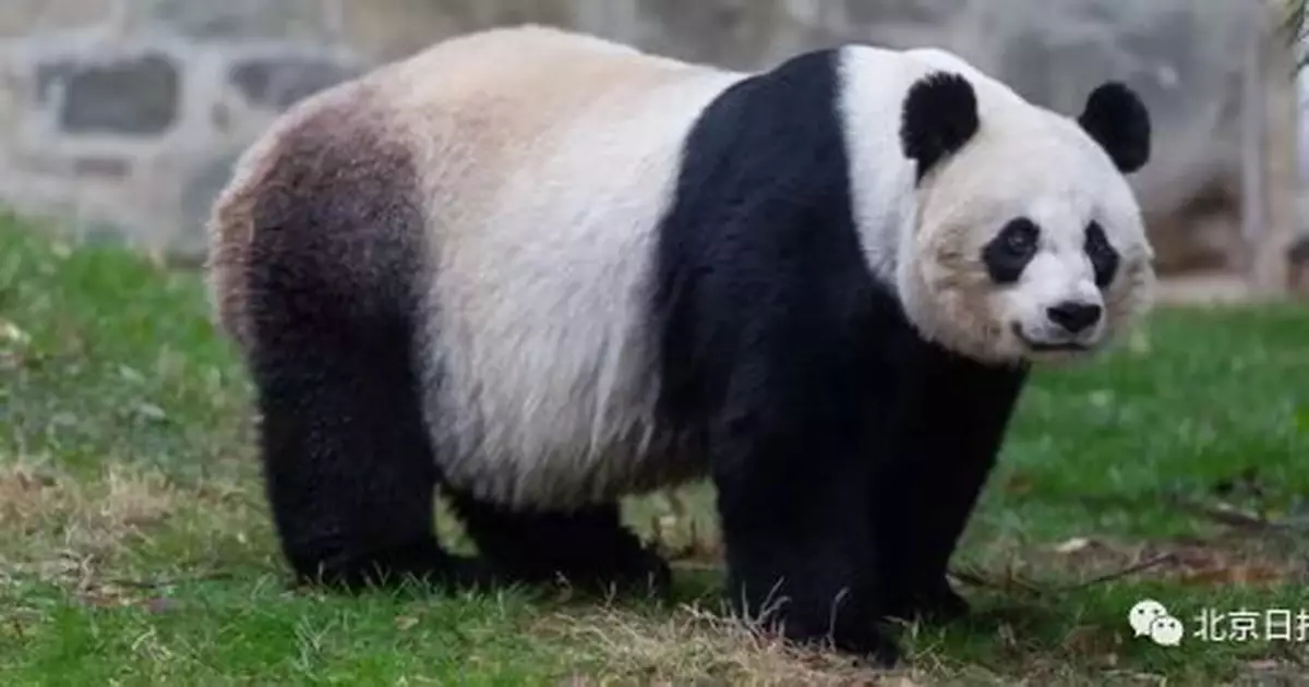 對大熊貓美香「照顧不周」？美動物園回應