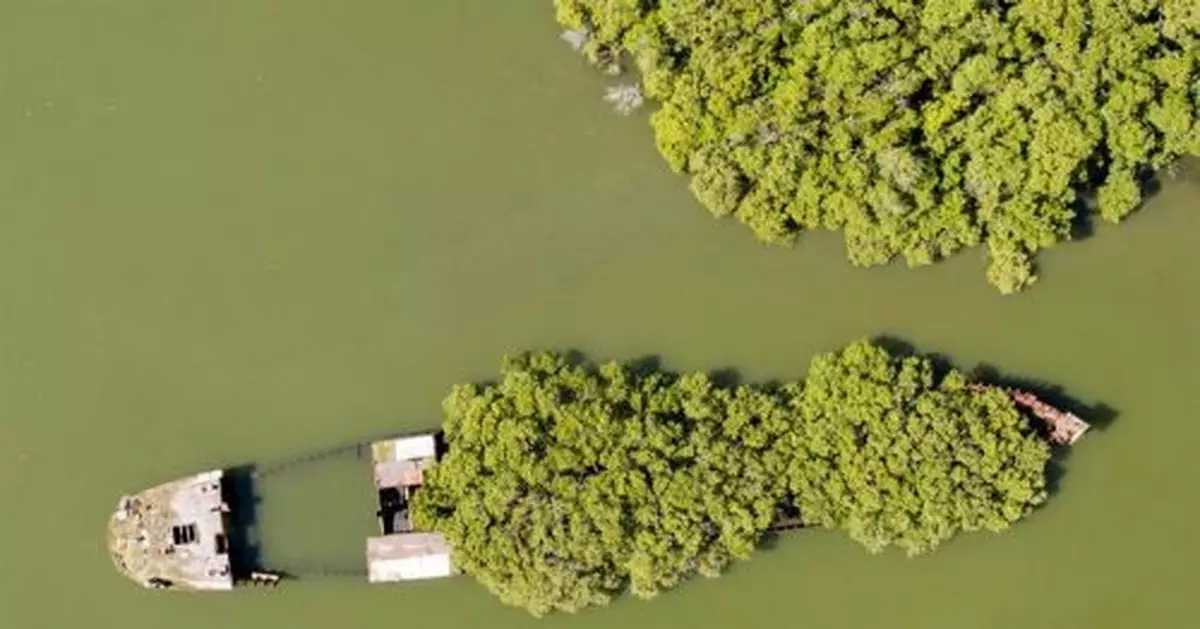 水上驚見超狂森林漂浮50年 靠近一看太驚人