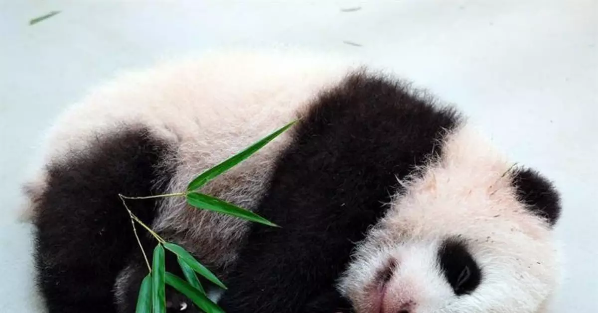 大貓熊寶寶叫「小貓熊」？科學家揭密：差很大