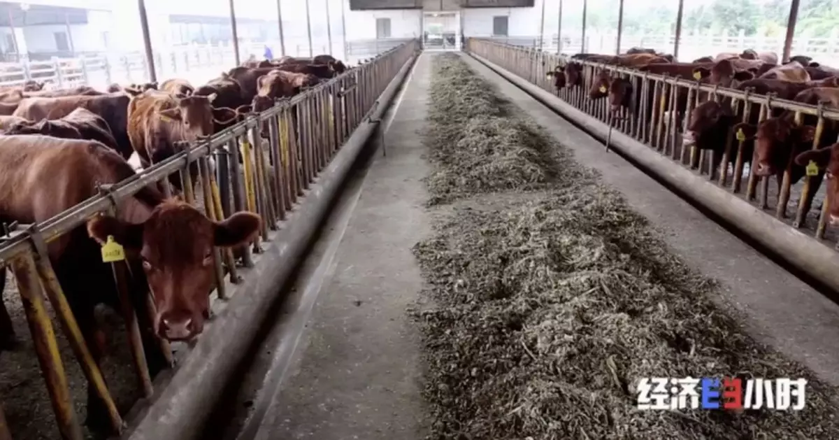 這個「國之瑰寶」面臨滅種危險...保衛戰已打響