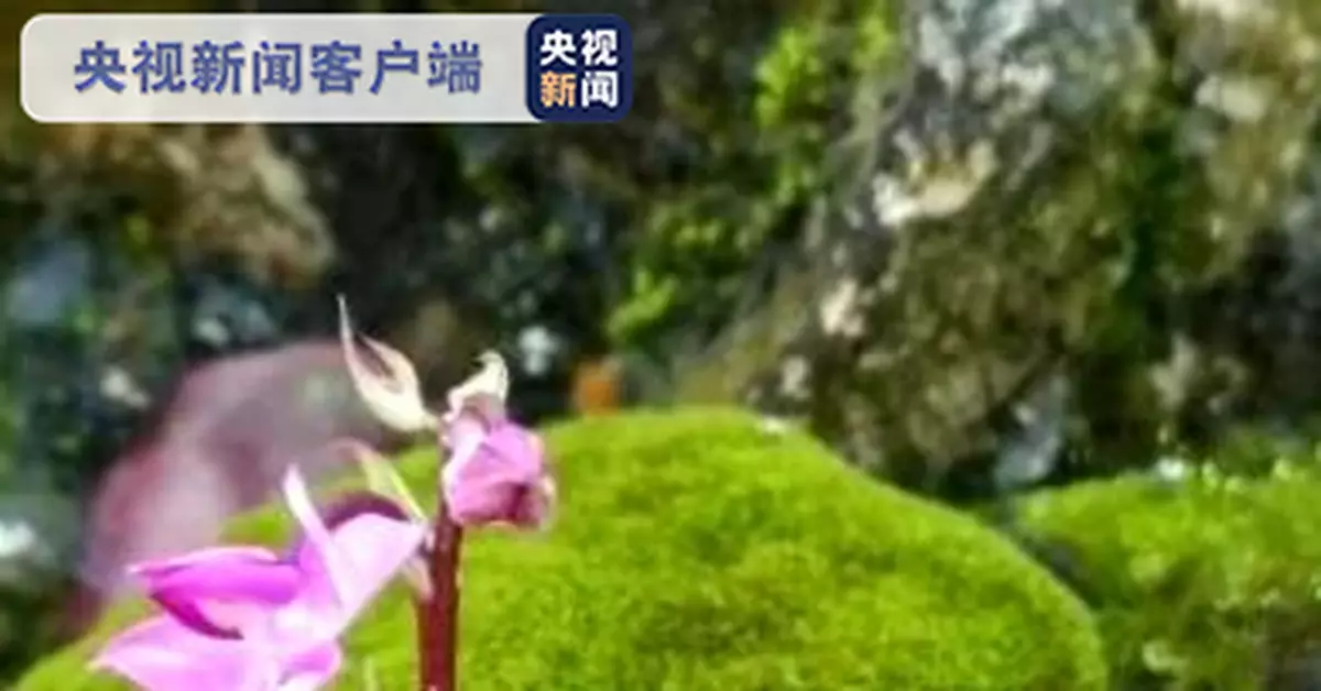美呆！蘭科舌喙蘭屬植物在雲南德宏被首次發現
