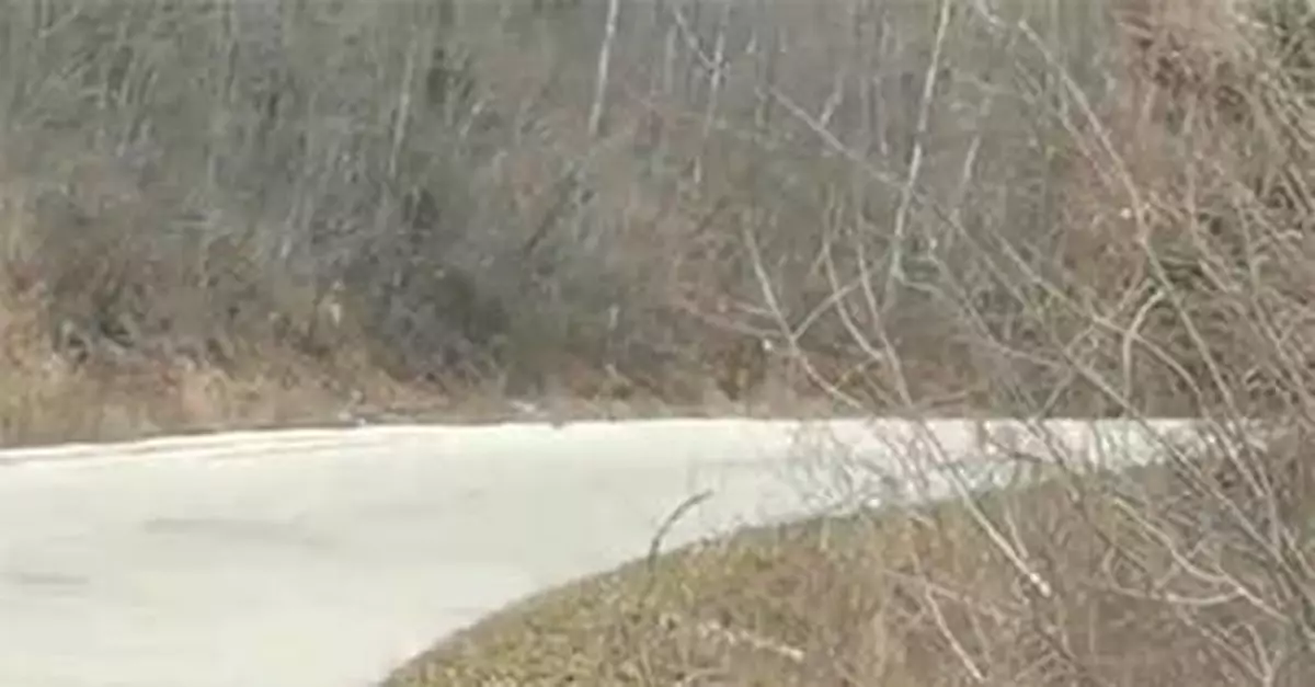 吉林野生東北虎「上路」逼停汽車 不怒自威轉身離開