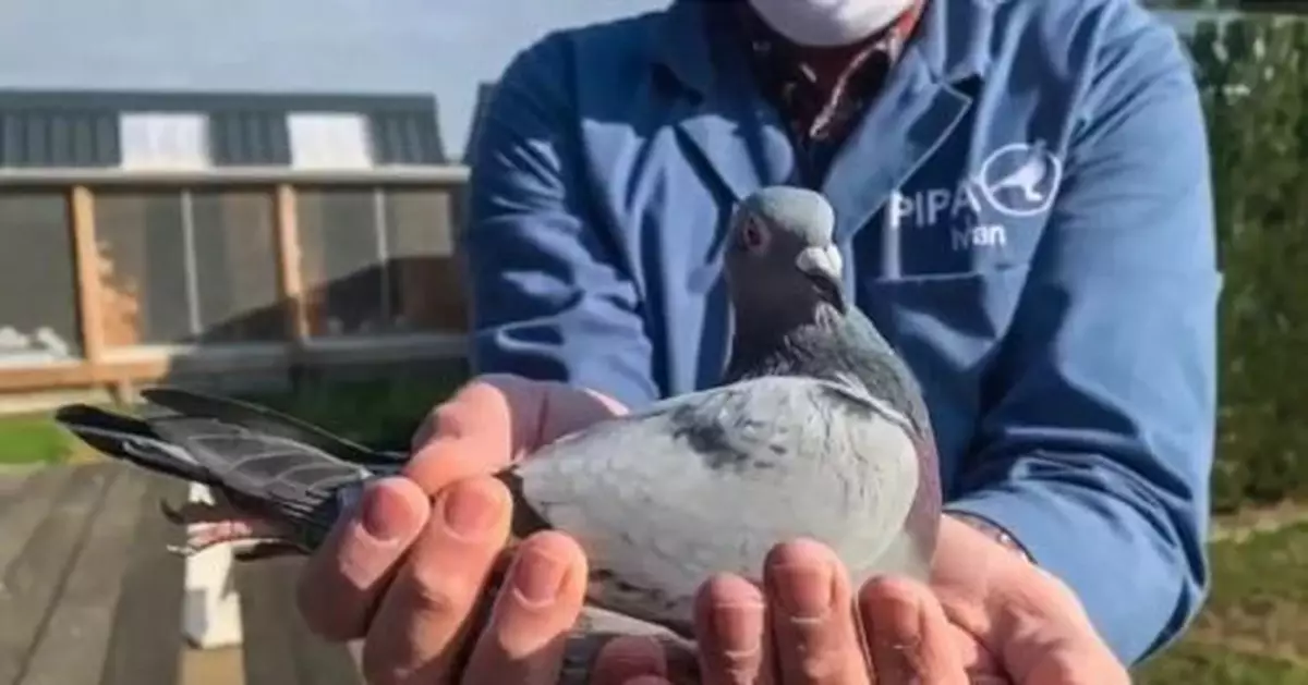 天價紀錄！中國神秘買家，花1200多萬拍下一隻鴿子…