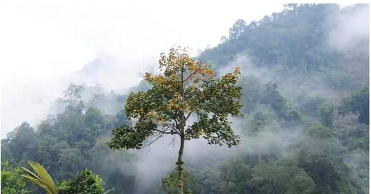 僅50株左右，雲南河口發現新物種大圍山梧桐(圖)