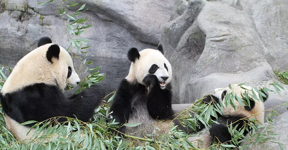 旅加七年的大熊貓「大毛」和「二順」啟程回國