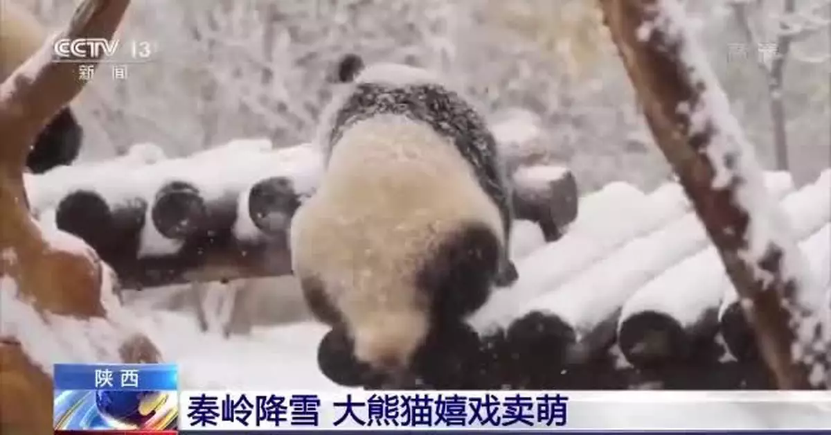 悠哉悠哉！大熊貓「七仔」雪中淡定「吃播」