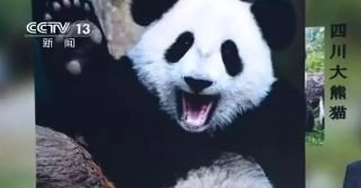 中國有兩種大熊貓？一種更像熊，一種更像貓