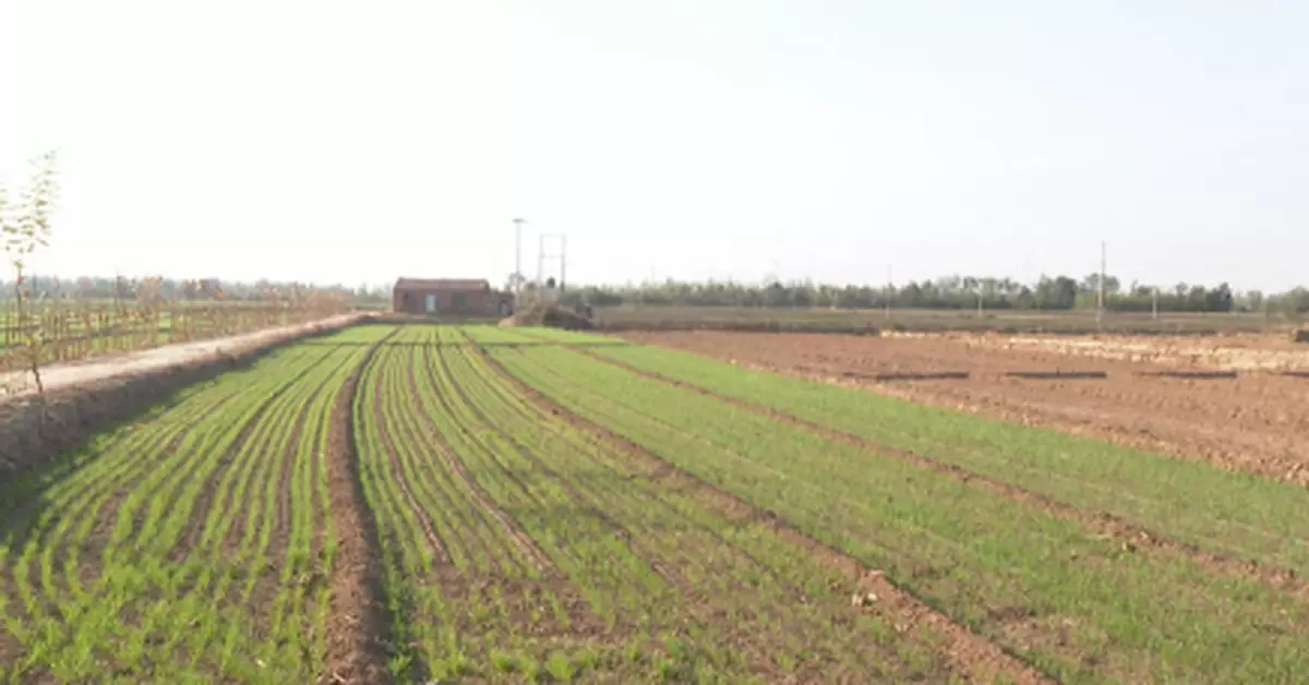 潛逃38年終落網！只因幾棵麥子，他就動了殺機