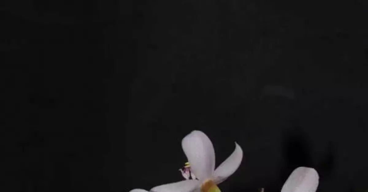 新物種！雲南發現野牡丹科金平異葯花