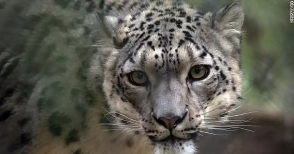 美國動物園三隻雪豹感染新冠病毒 或由員工傳染