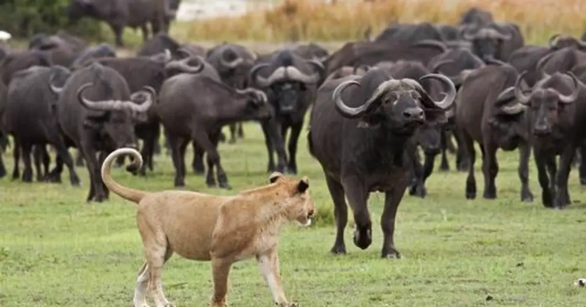 獅誤入水牛群遭亂腳狂踩 屍體被拋飛畫面驚悚