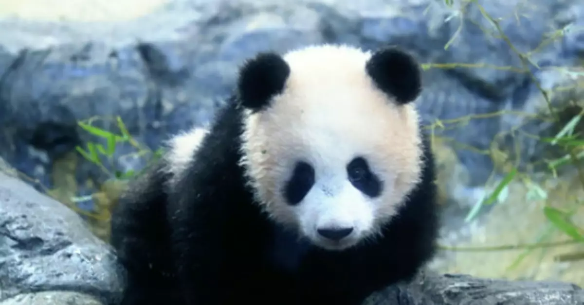 受疫情影響，旅日熊貓香香延期至明年5月返還