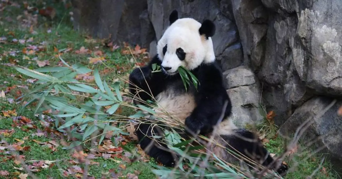 中美續簽合作協議，大熊貓留美延長至2023年底