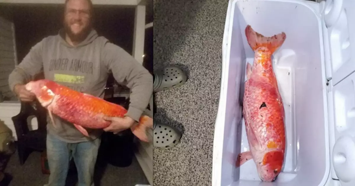 遊園會撈「小金魚」養40幾年變「大魚」 網友估：是錦鯉吧！