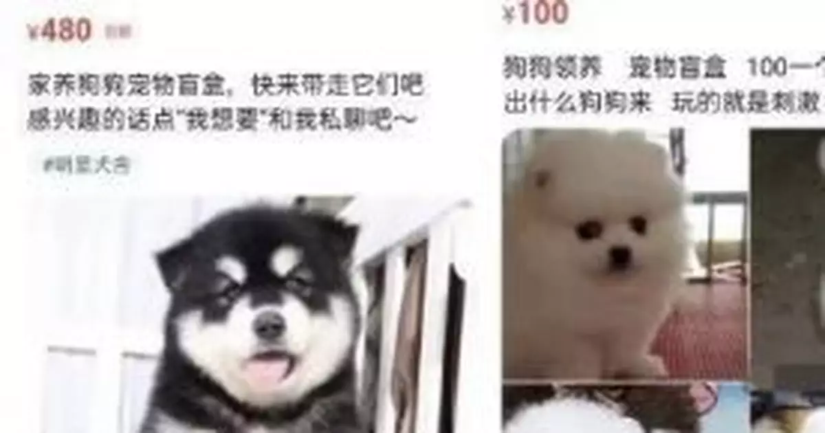 抽盲盒，居然抽到一具屍體？