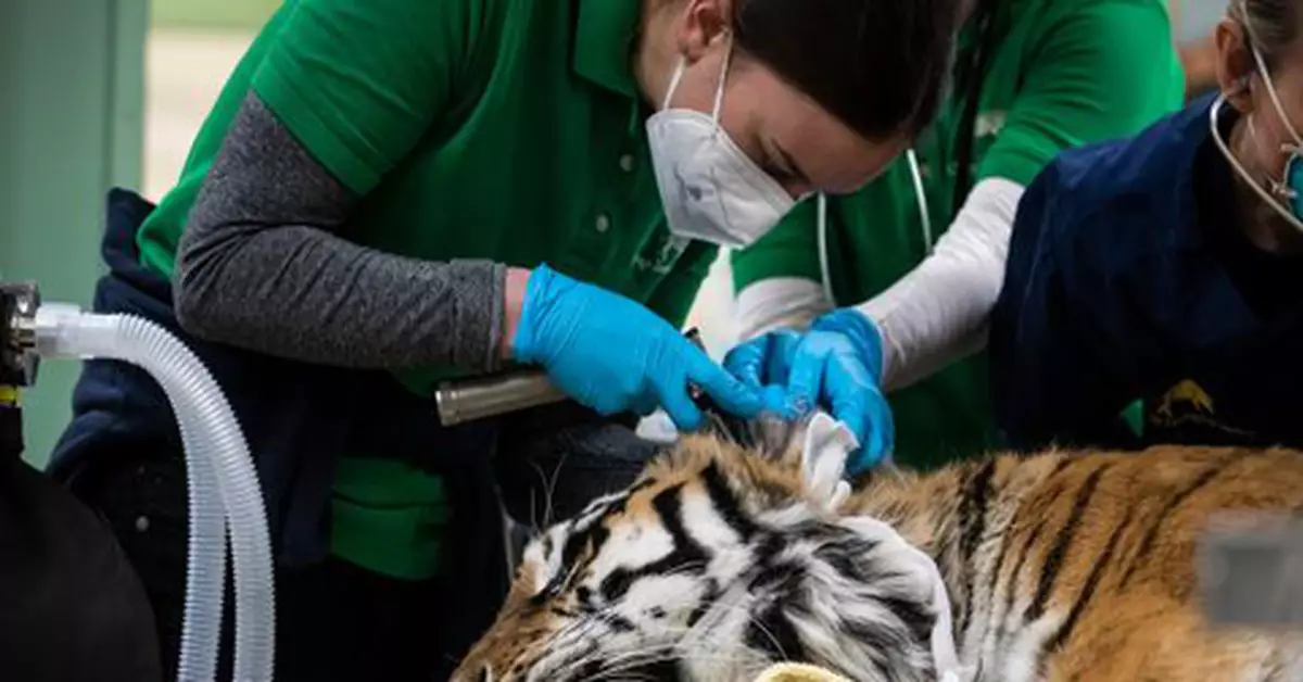 罕見！芝加哥動物園老虎接受髖關節手術