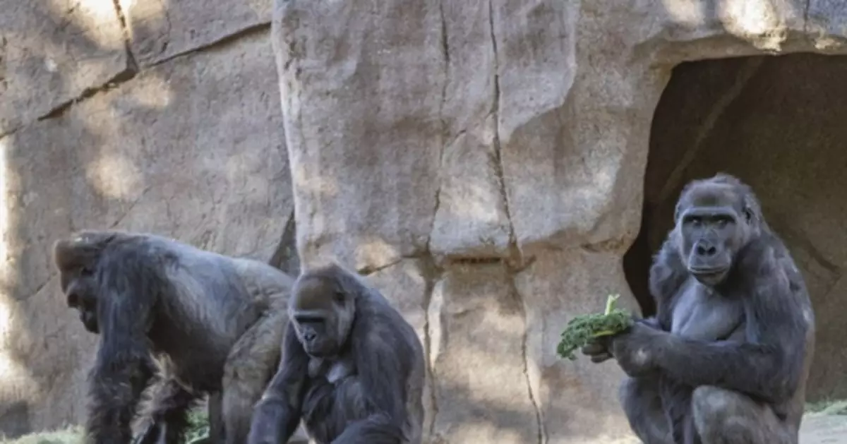 感染新冠大猩猩正在康復，不再沒精打采、咳嗽流鼻涕