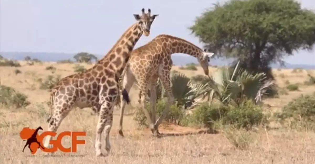 非洲發現迷你長頸鹿：脖子不短 腿卻特別短