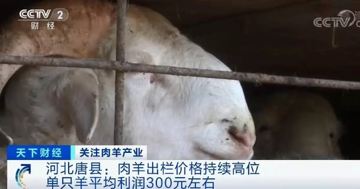 「羊貴妃」來了？！賣一隻，掙300元！養殖戶笑了
