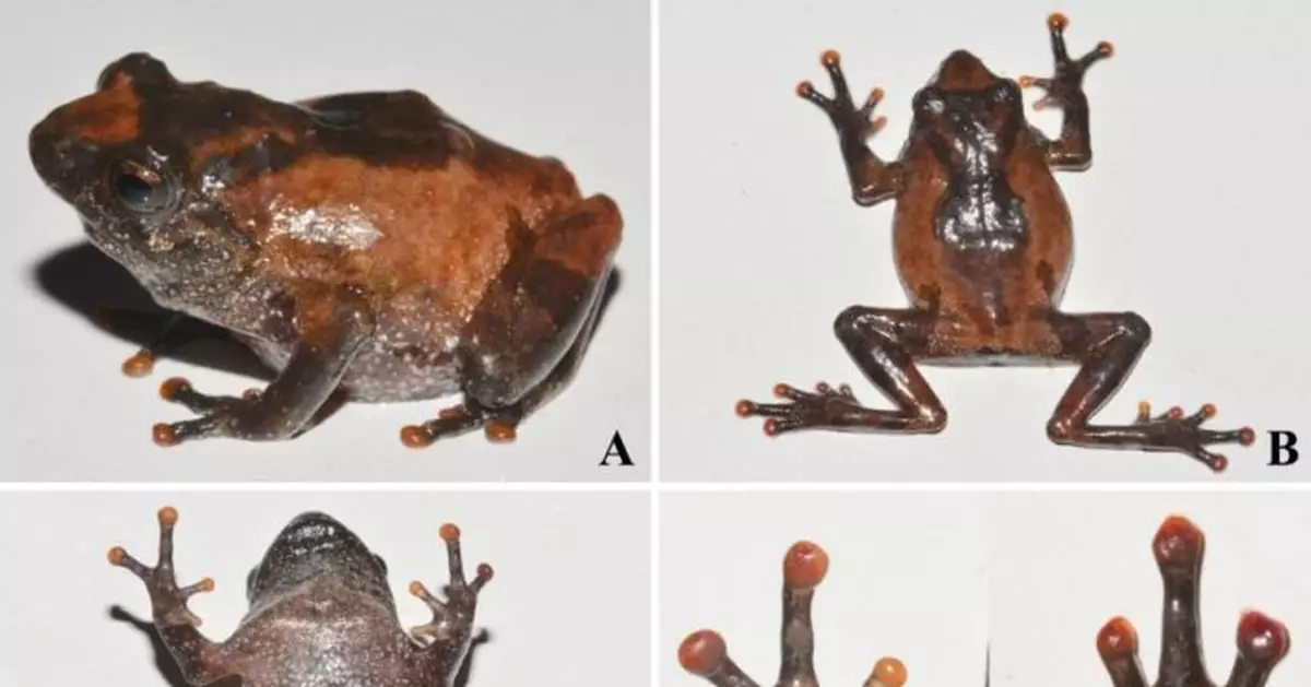 雲南發現兩棲類新物種黃連山灌樹蛙