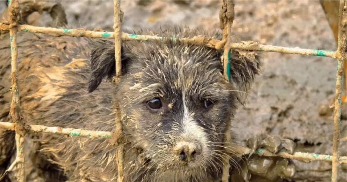 流浪狗覓食頭卡進洞嚇壞偷哭 獲救後頻回頭道謝