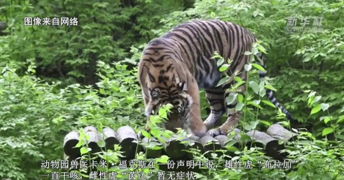 美國兩隻老虎感染新冠，一隻一直乾咳一隻暫無癥狀