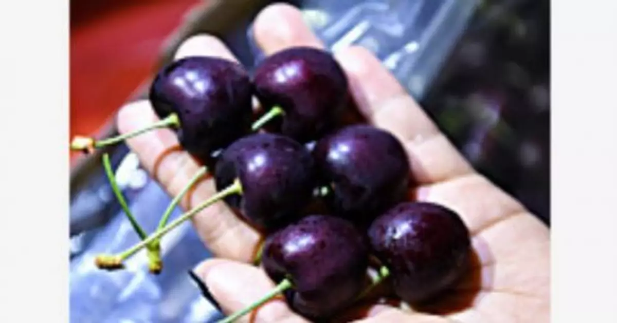 車厘子都有冒牌？