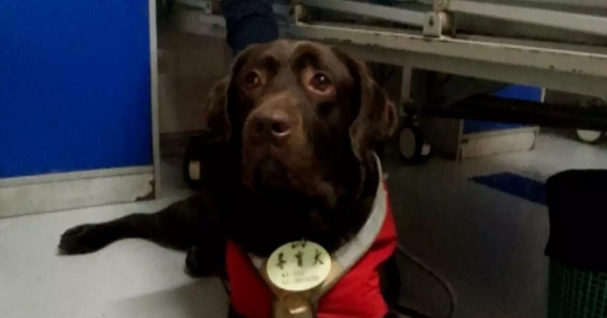 病房來了位「特殊家屬」 瞬間萌化全場